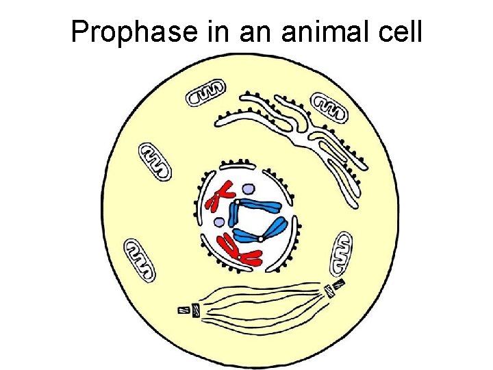 Prophase in an animal cell 