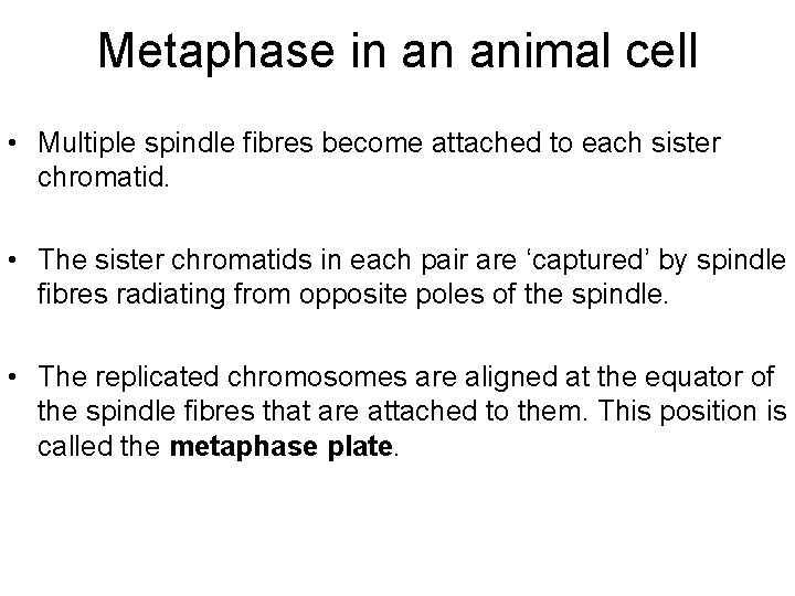 Metaphase in an animal cell • Multiple spindle fibres become attached to each sister