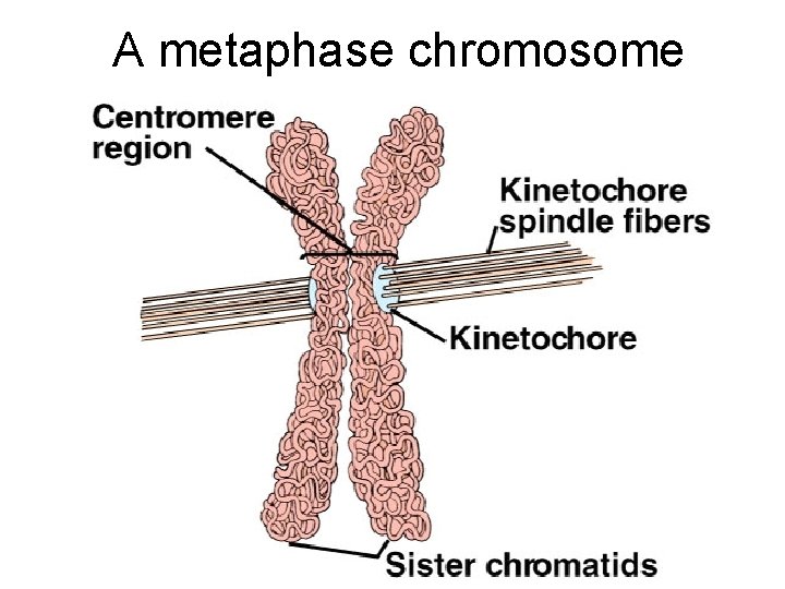 A metaphase chromosome 