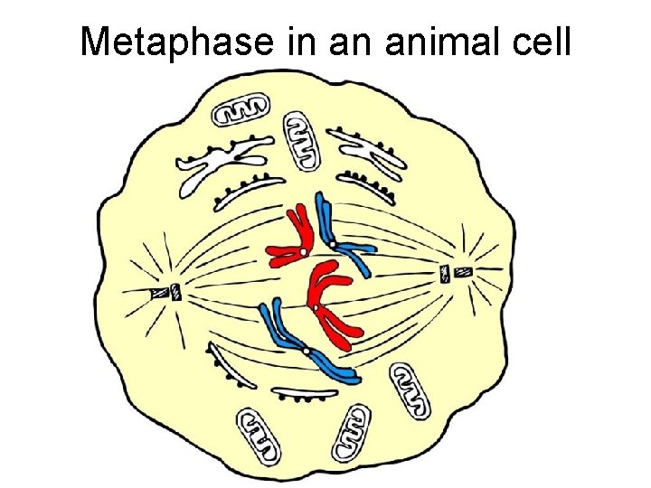 Metaphase in an animal cell 