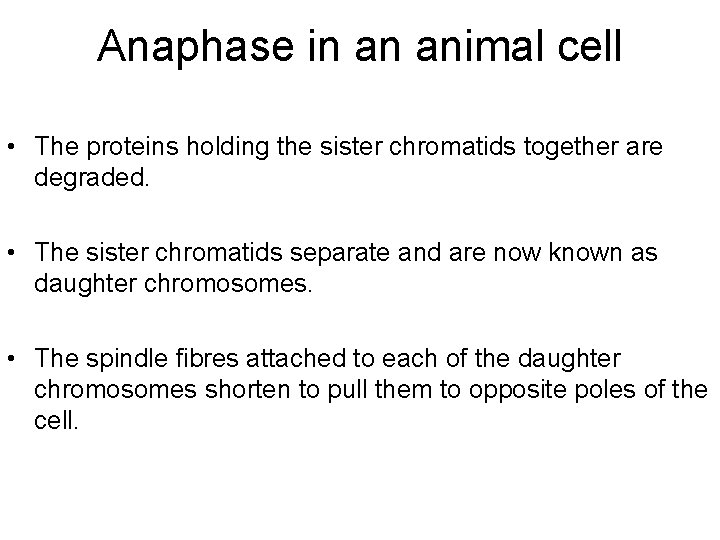 Anaphase in an animal cell • The proteins holding the sister chromatids together are