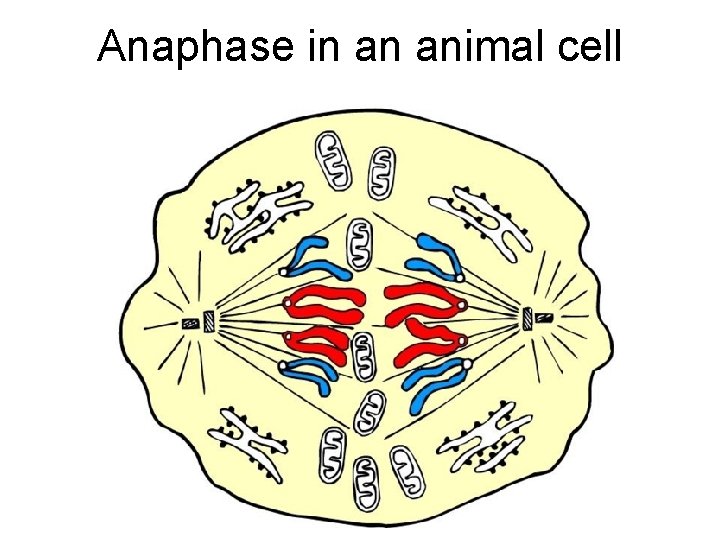 Anaphase in an animal cell 