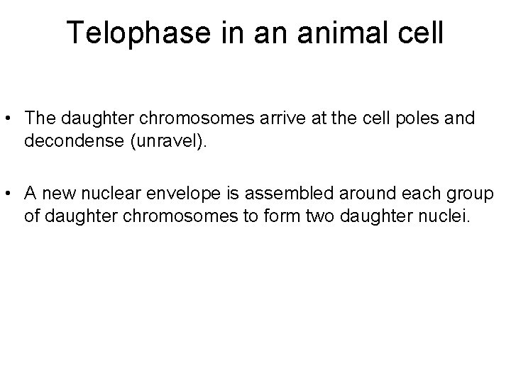 Telophase in an animal cell • The daughter chromosomes arrive at the cell poles