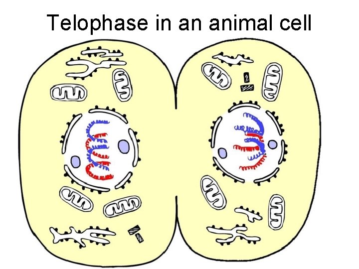 Telophase in an animal cell 