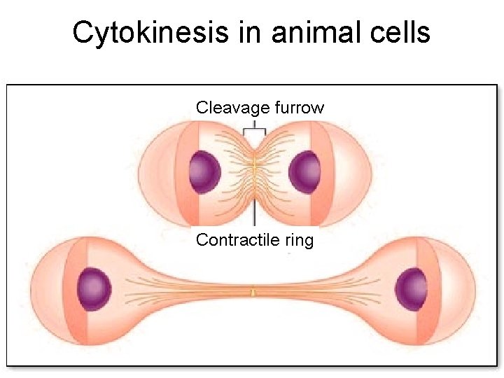 Cytokinesis in animal cells Cleavage furrow Contractile ring 