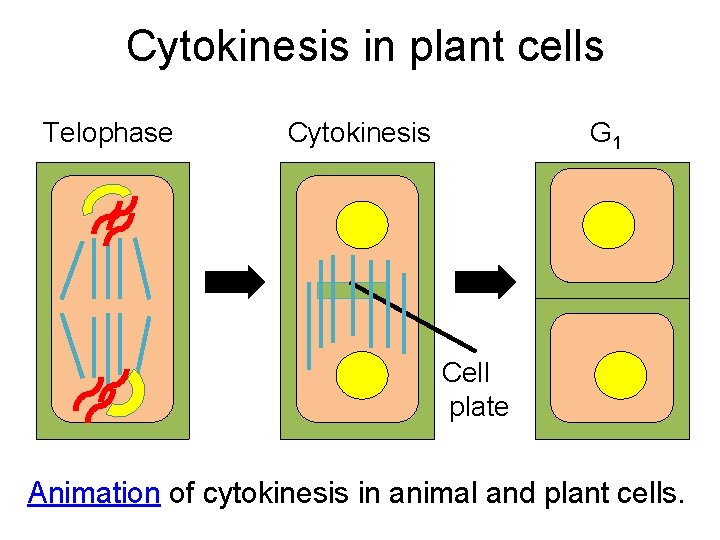 Cytokinesis in plant cells Telophase Cytokinesis G 1 Cell plate Animation of cytokinesis in
