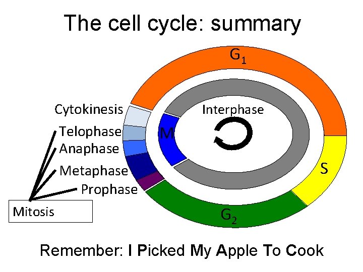 The cell cycle: summary G 1 Cytokinesis Telophase Anaphase Metaphase Prophase Mitosis Interphase M