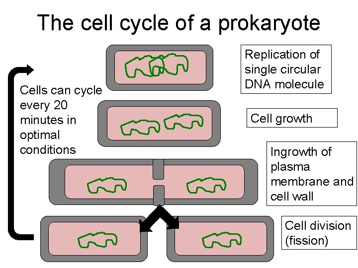 The cell cycle of a prokaryote Cells can cycle every 20 minutes in optimal