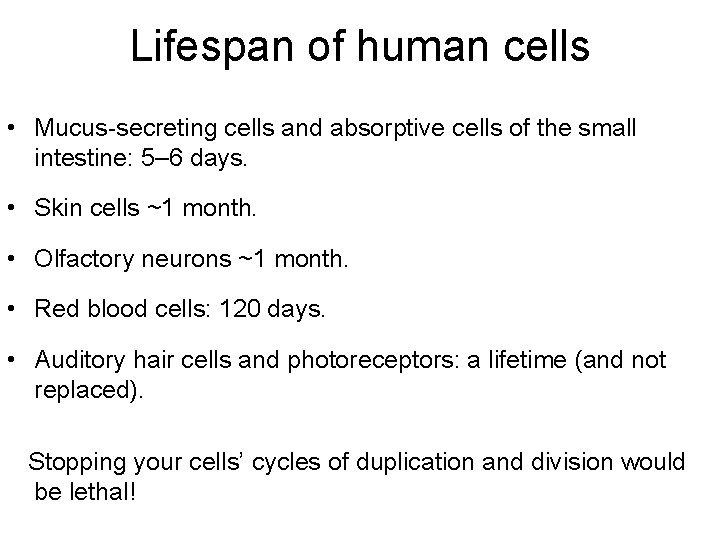 Lifespan of human cells • Mucus-secreting cells and absorptive cells of the small intestine: