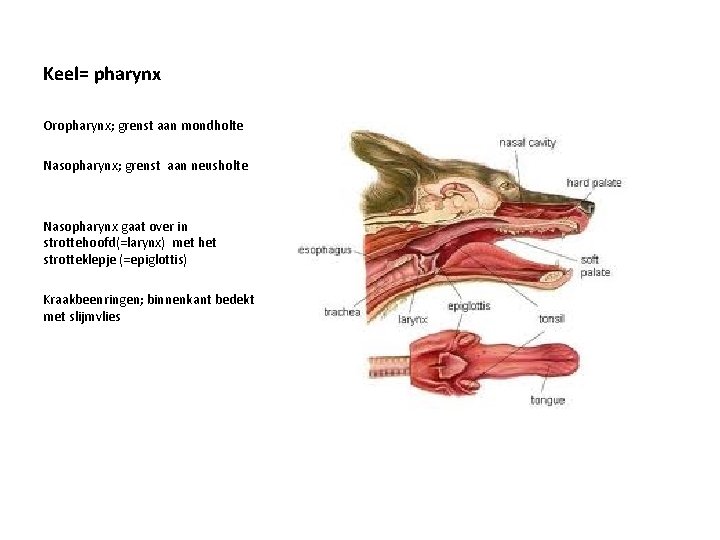 Keel= pharynx Oropharynx; grenst aan mondholte Nasopharynx; grenst aan neusholte Nasopharynx gaat over in