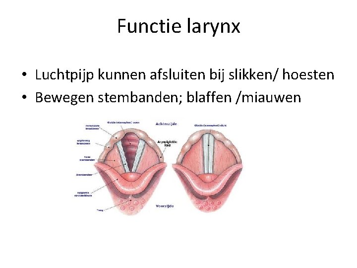 Functie larynx • Luchtpijp kunnen afsluiten bij slikken/ hoesten • Bewegen stembanden; blaffen /miauwen