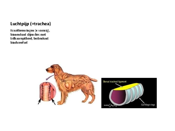 Luchtpijp (=trachea) Kraakbeenringen (u vormig), binnenkant slijmvlies met trilhaarepitheel, buitenkant bindweefsel 