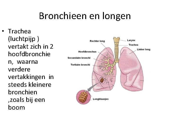 Bronchieen en longen • Trachea (luchtpijp ) vertakt zich in 2 hoofdbronchie n, waarna