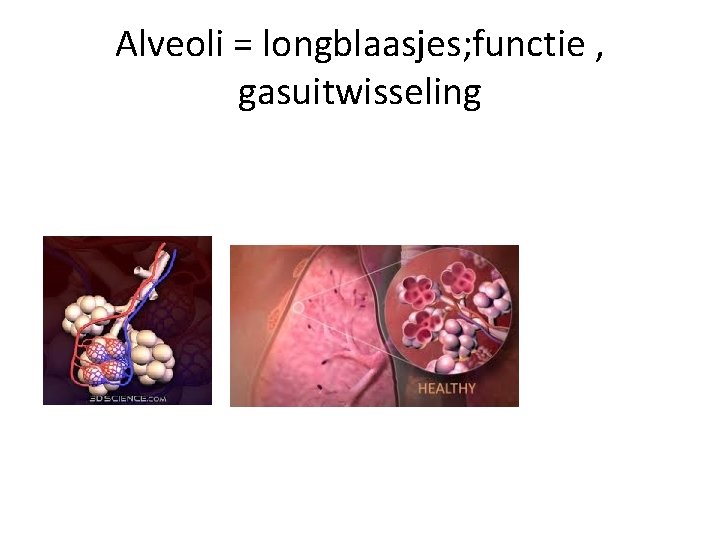 Alveoli = longblaasjes; functie , gasuitwisseling 