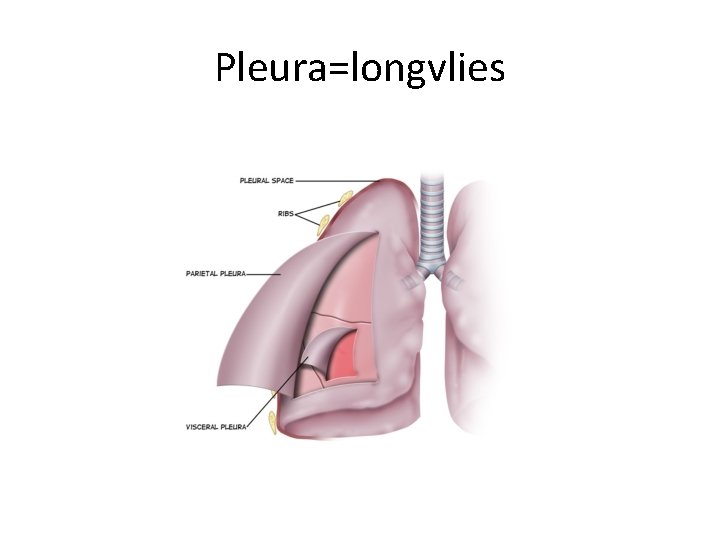 Pleura=longvlies 