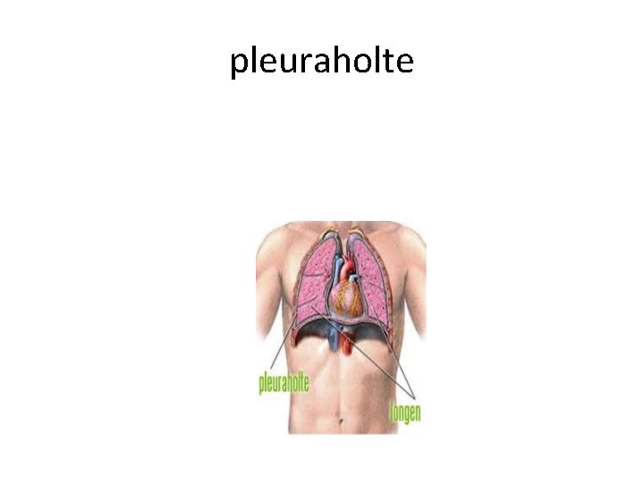 pleuraholte 