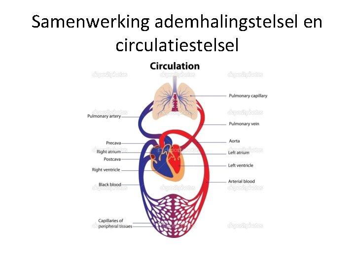 Samenwerking ademhalingstelsel en circulatiestelsel 