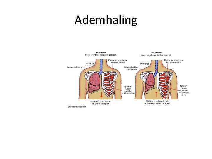 Ademhaling 