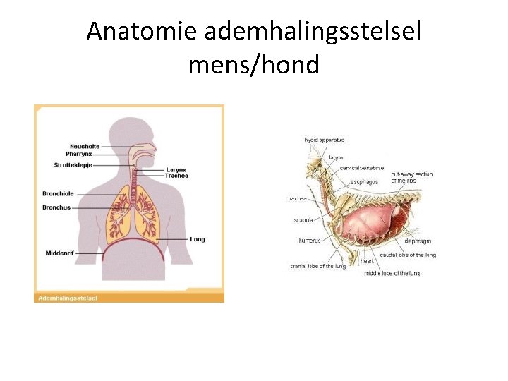 Anatomie en fysiologie ademhaling Doelstellingen De anatomie beheersen