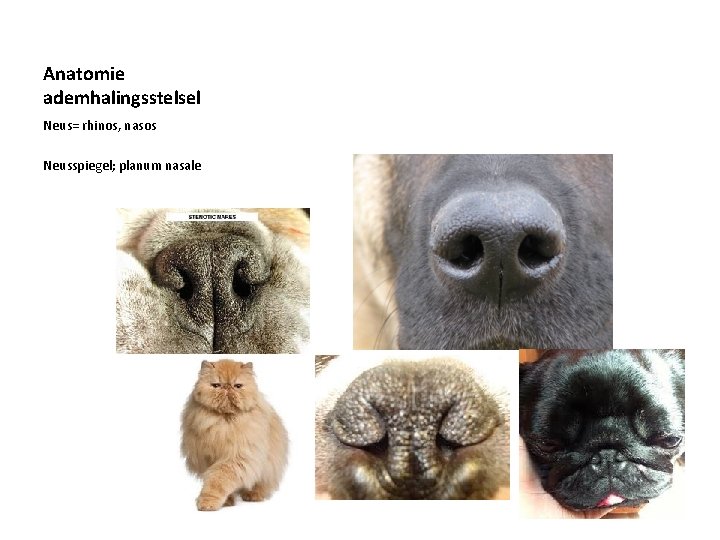 Anatomie ademhalingsstelsel Neus= rhinos, nasos Neusspiegel; planum nasale 