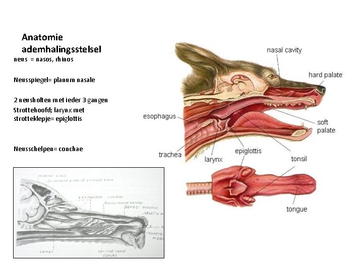 Anatomie ademhalingsstelsel neus = nasos, rhinos Neusspiegel= planum nasale 2 neusholten met ieder 3