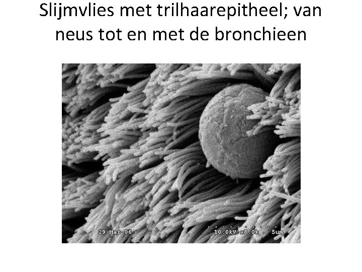 Slijmvlies met trilhaarepitheel; van neus tot en met de bronchieen 