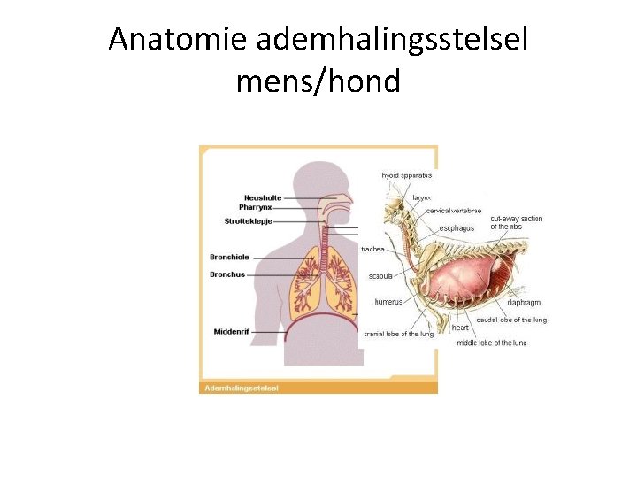 Anatomie ademhalingsstelsel mens/hond 