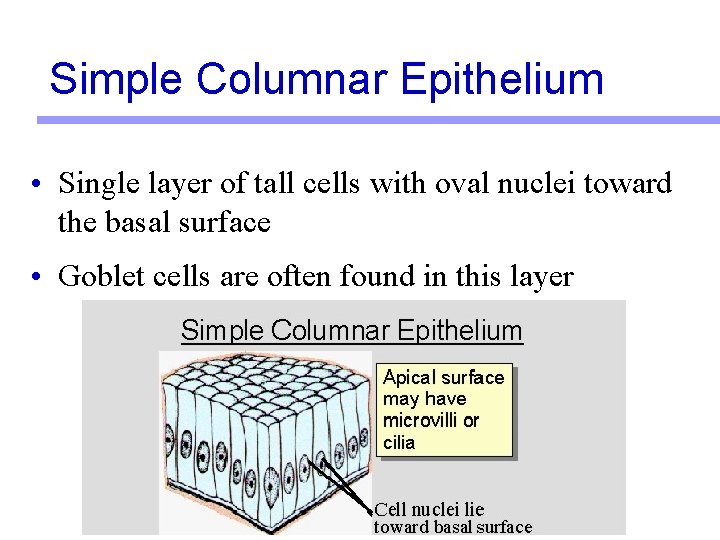 Simple Columnar Epithelium • Single layer of tall cells with oval nuclei toward the