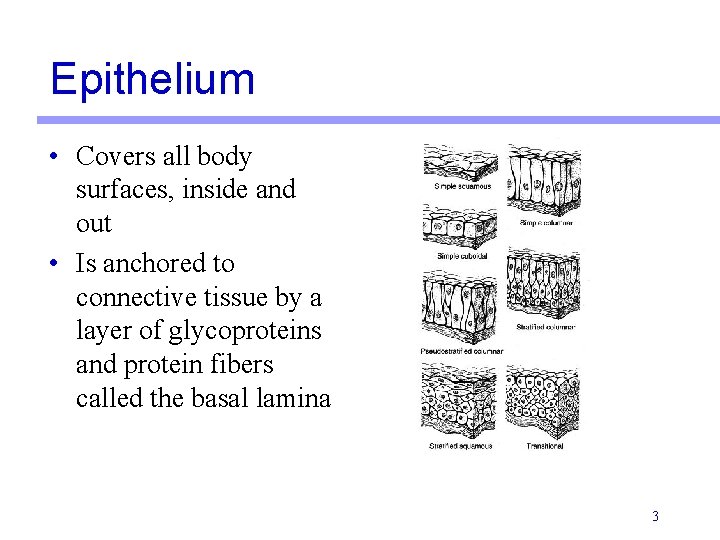 Epithelium • Covers all body surfaces, inside and out • Is anchored to connective