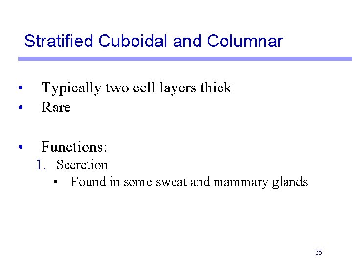 Stratified Cuboidal and Columnar • • Typically two cell layers thick Rare • Functions: