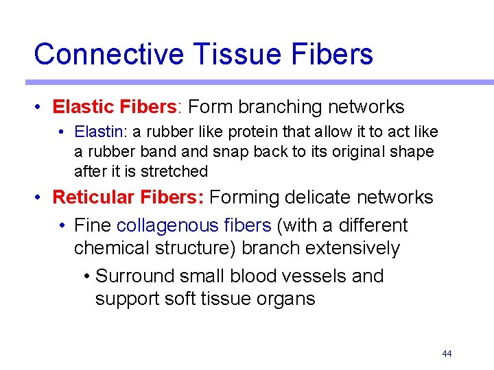 Connective Tissue Fibers • Elastic Fibers: Form branching networks • Elastin: a rubber like