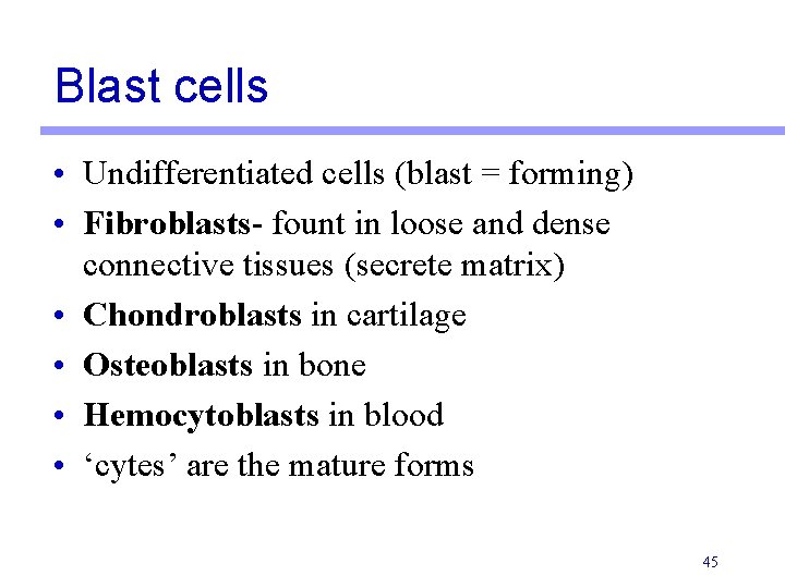 Blast cells • Undifferentiated cells (blast = forming) • Fibroblasts- fount in loose and