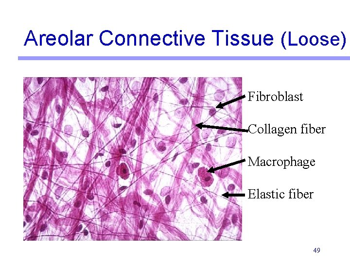 Areolar Connective Tissue (Loose) Fibroblast Collagen fiber Macrophage Elastic fiber 49 