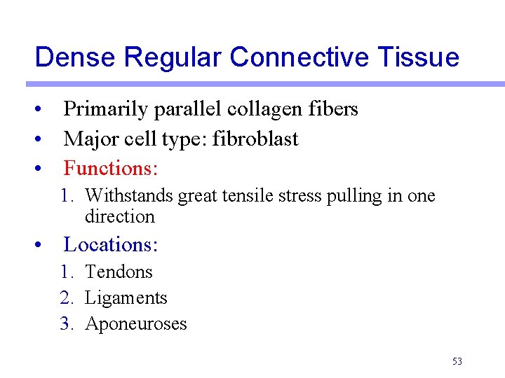 Dense Regular Connective Tissue • Primarily parallel collagen fibers • Major cell type: fibroblast