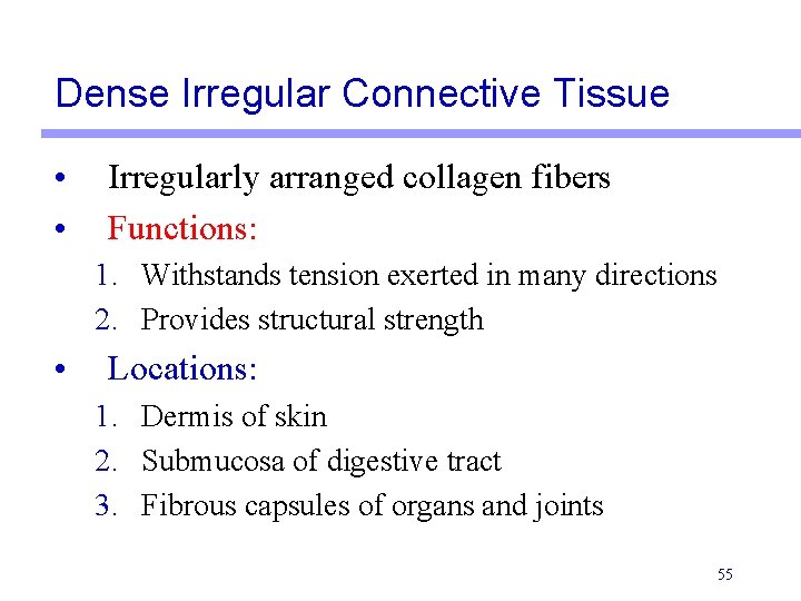 Dense Irregular Connective Tissue • • Irregularly arranged collagen fibers Functions: 1. Withstands tension