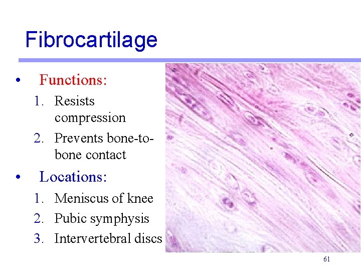 Fibrocartilage • Functions: 1. Resists compression 2. Prevents bone-tobone contact • Locations: 1. Meniscus