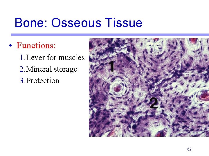 Bone: Osseous Tissue • Functions: 1. Lever for muscles 2. Mineral storage 3. Protection