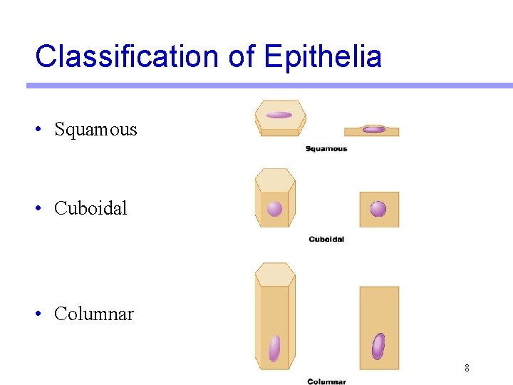 Classification of Epithelia • Squamous • Cuboidal • Columnar 8 