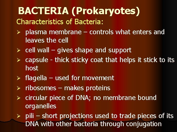 BACTERIA (Prokaryotes) Characteristics of Bacteria: Ø Ø Ø Ø plasma membrane – controls what