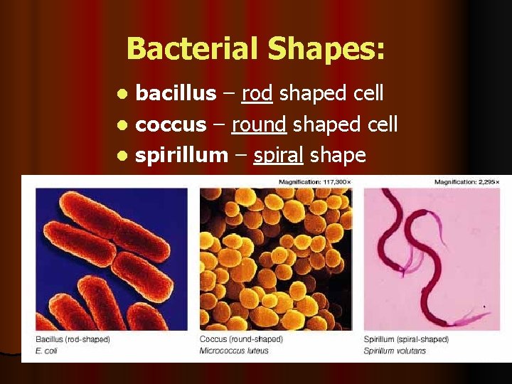 Bacterial Shapes: bacillus – rod shaped cell l coccus – round shaped cell l