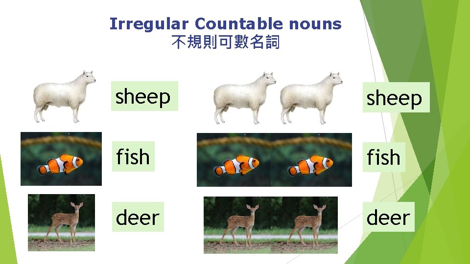 Irregular Countable nouns 不規則可數名詞 sheep fish deer 