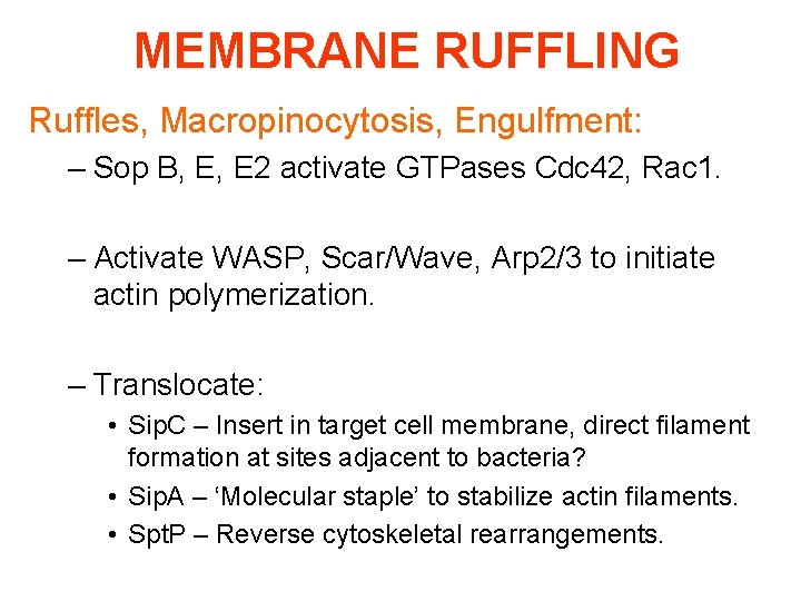 MEMBRANE RUFFLING Ruffles, Macropinocytosis, Engulfment: – Sop B, E, E 2 activate GTPases Cdc