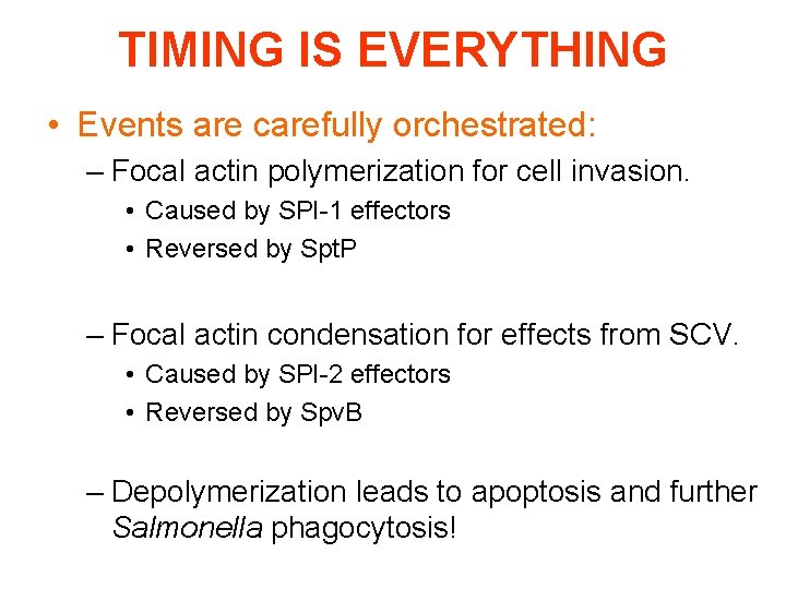 TIMING IS EVERYTHING • Events are carefully orchestrated: – Focal actin polymerization for cell