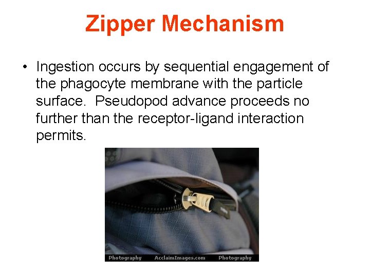 Zipper Mechanism • Ingestion occurs by sequential engagement of the phagocyte membrane with the