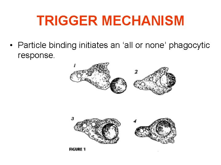 TRIGGER MECHANISM • Particle binding initiates an ‘all or none’ phagocytic response. 