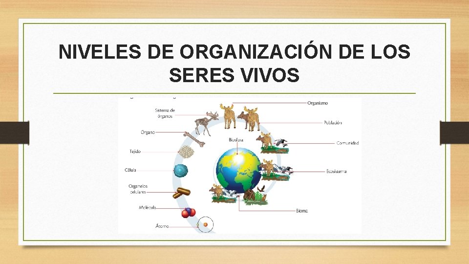 NIVELES DE ORGANIZACIÓN DE LOS SERES VIVOS 