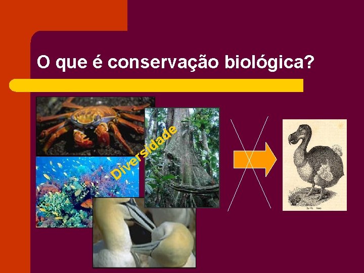 O que é conservação biológica? e d a d i s Di r e