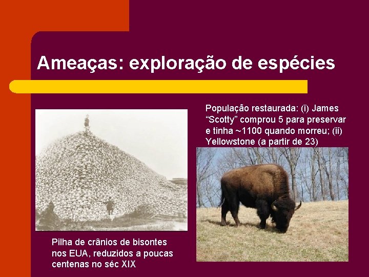 Ameaças: exploração de espécies População restaurada: (i) James “Scotty” comprou 5 para preservar e