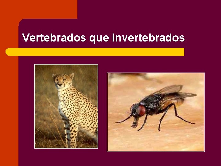 Vertebrados que invertebrados 