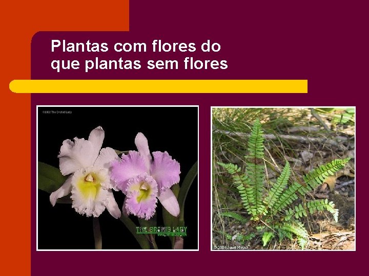 Plantas com flores do que plantas sem flores 